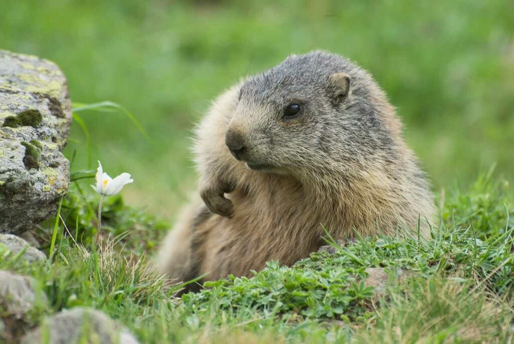 Marmot