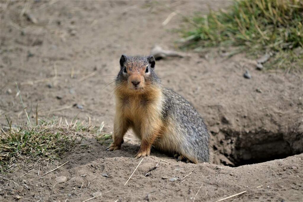 Marmot