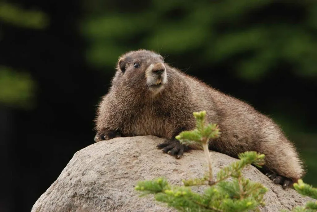 Marmot