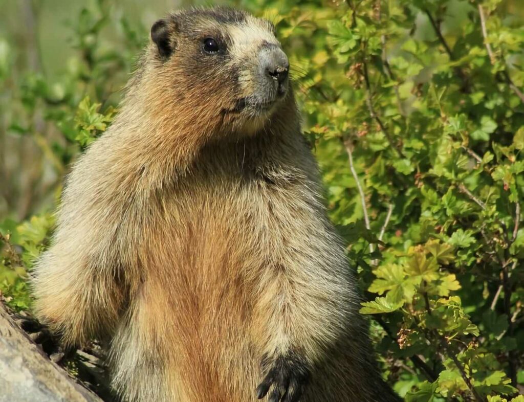 Marmot