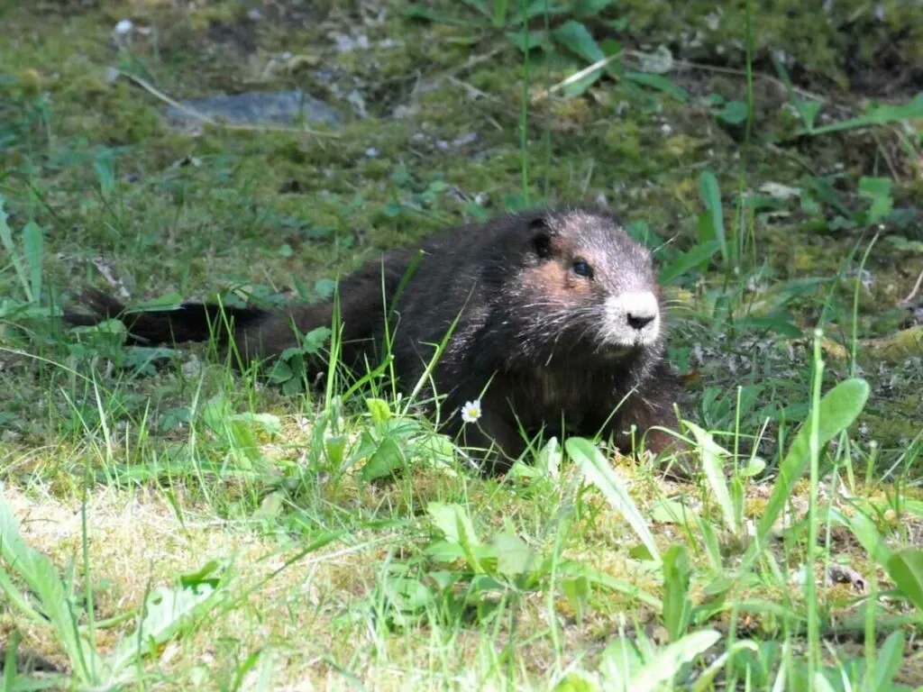 Marmot