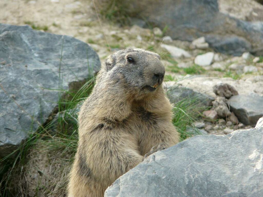 Marmot