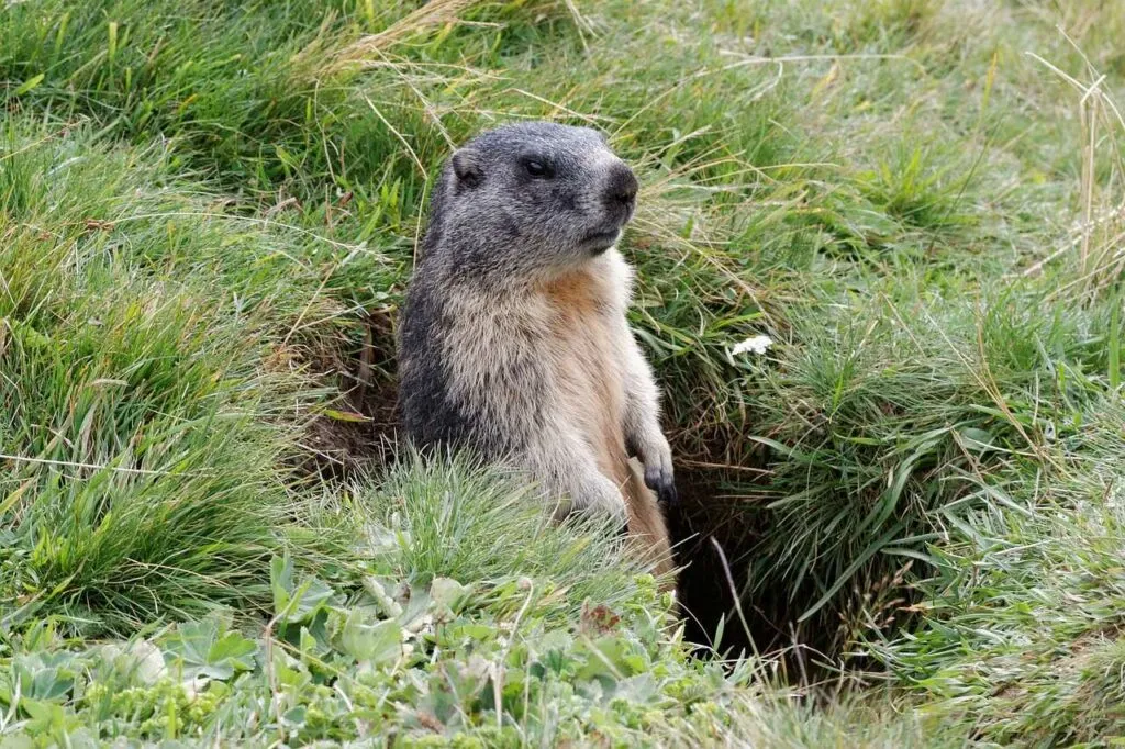 Marmot