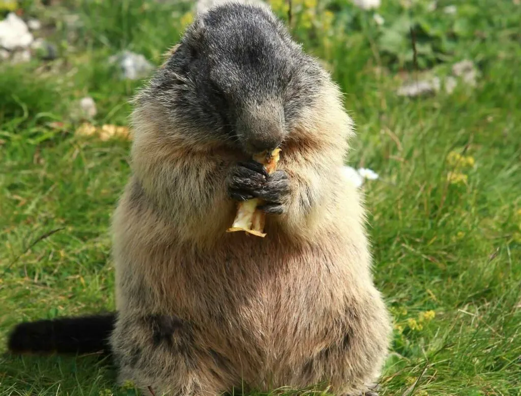 Marmot