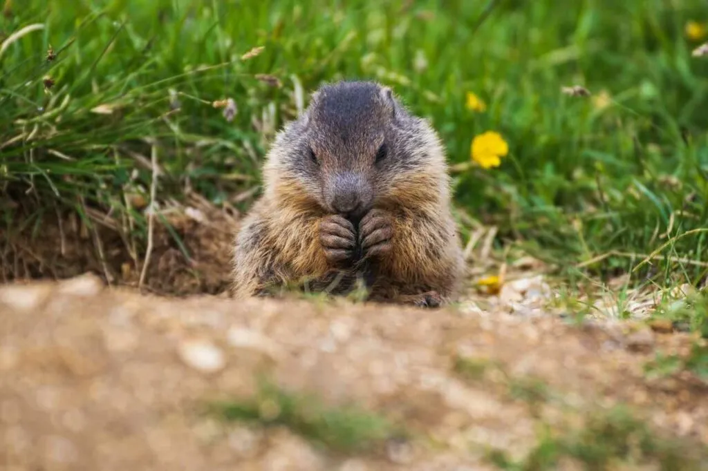 Marmot