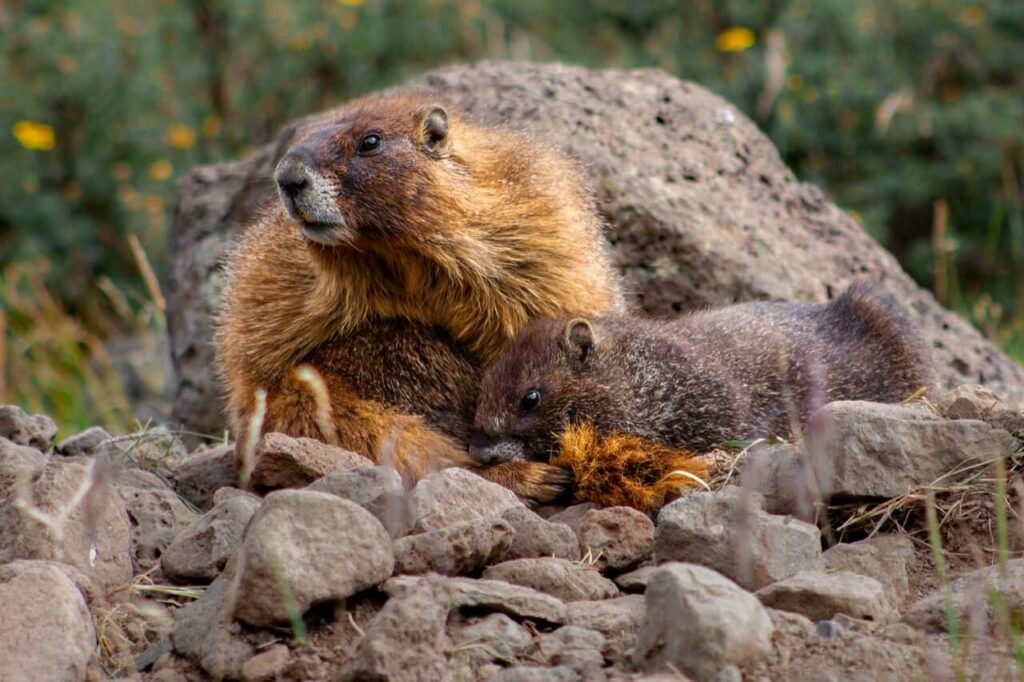 Marmot