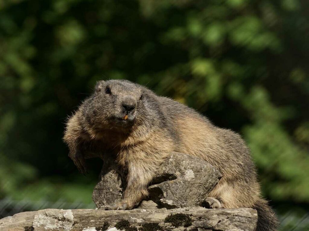 Marmot