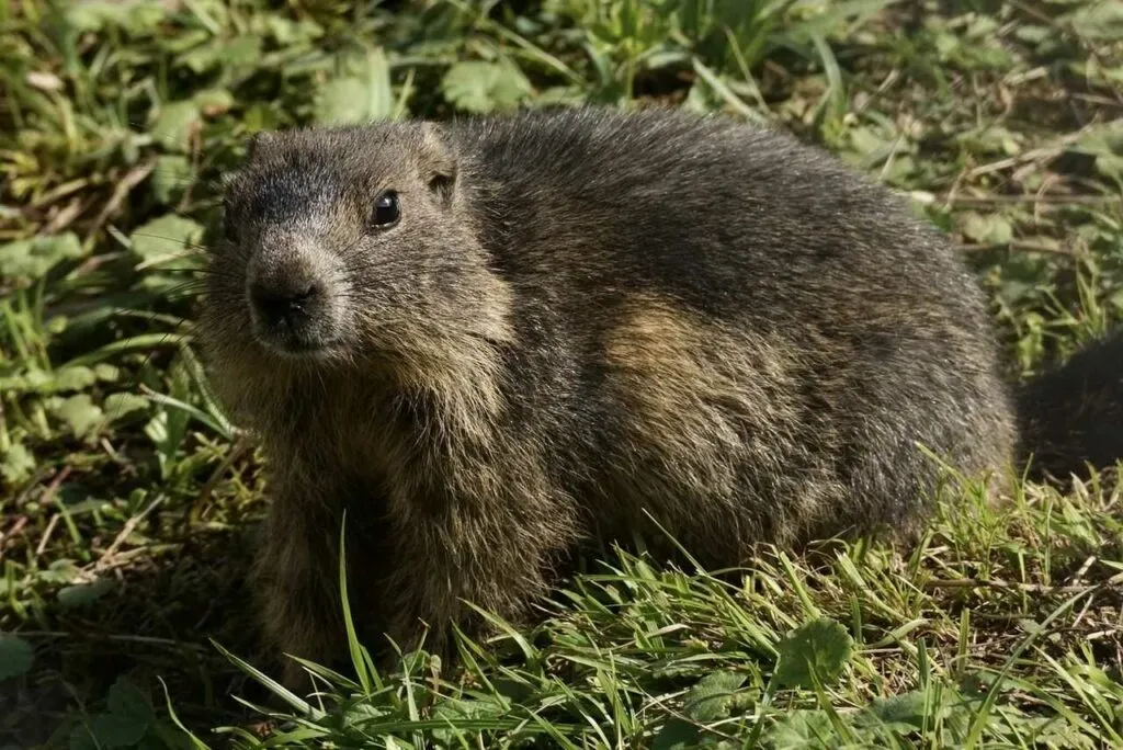 Marmot