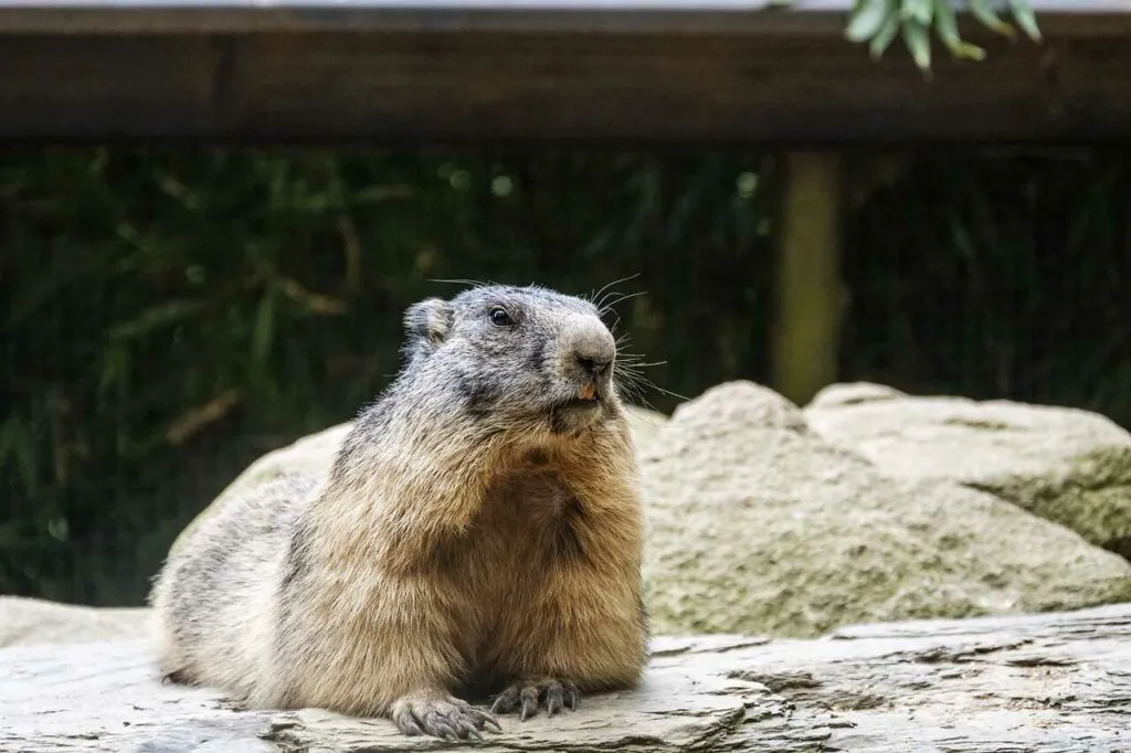 Marmot