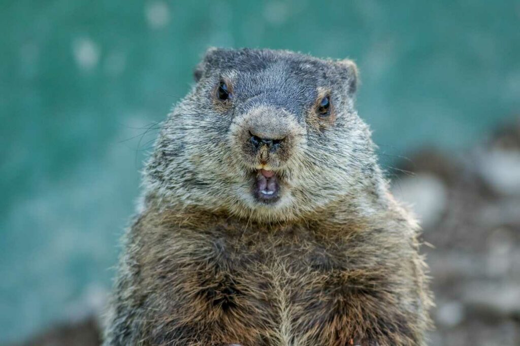 Marmot