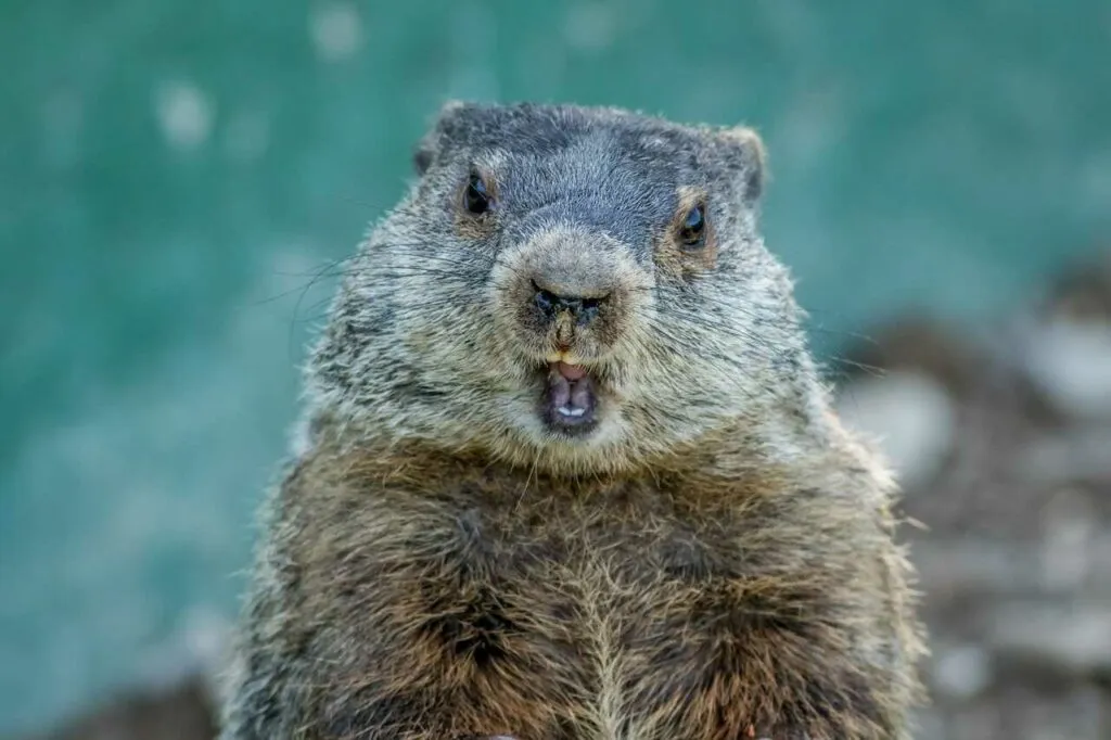 Marmot