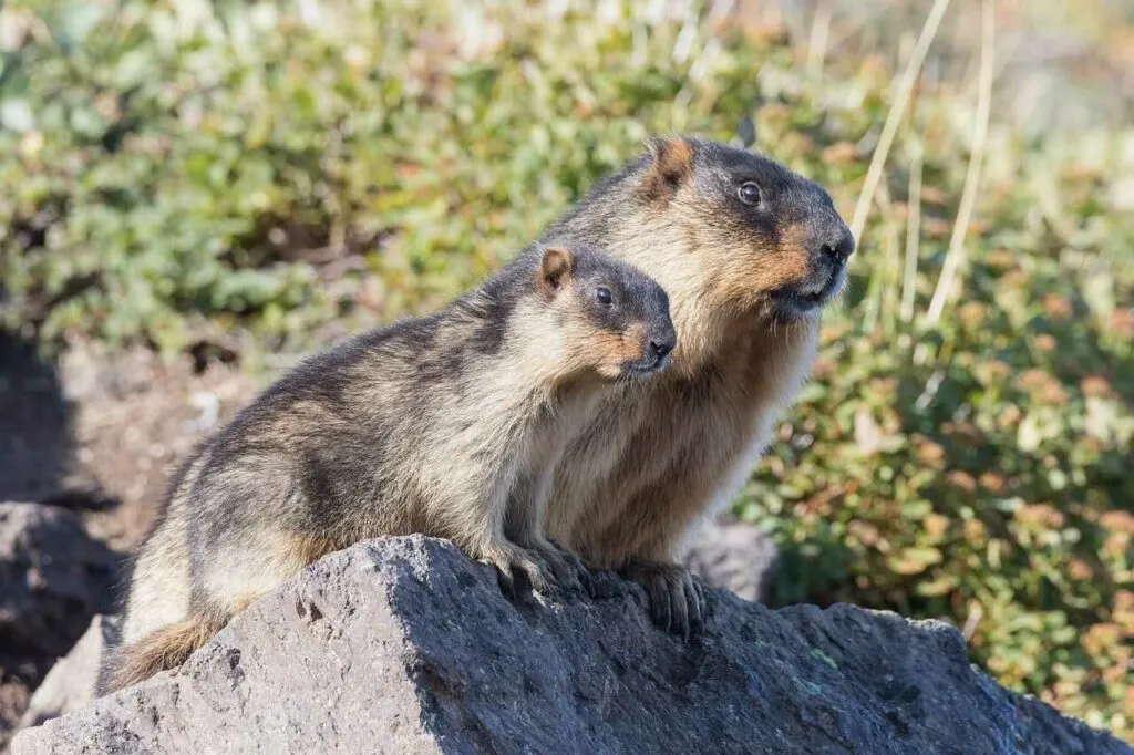 Marmot