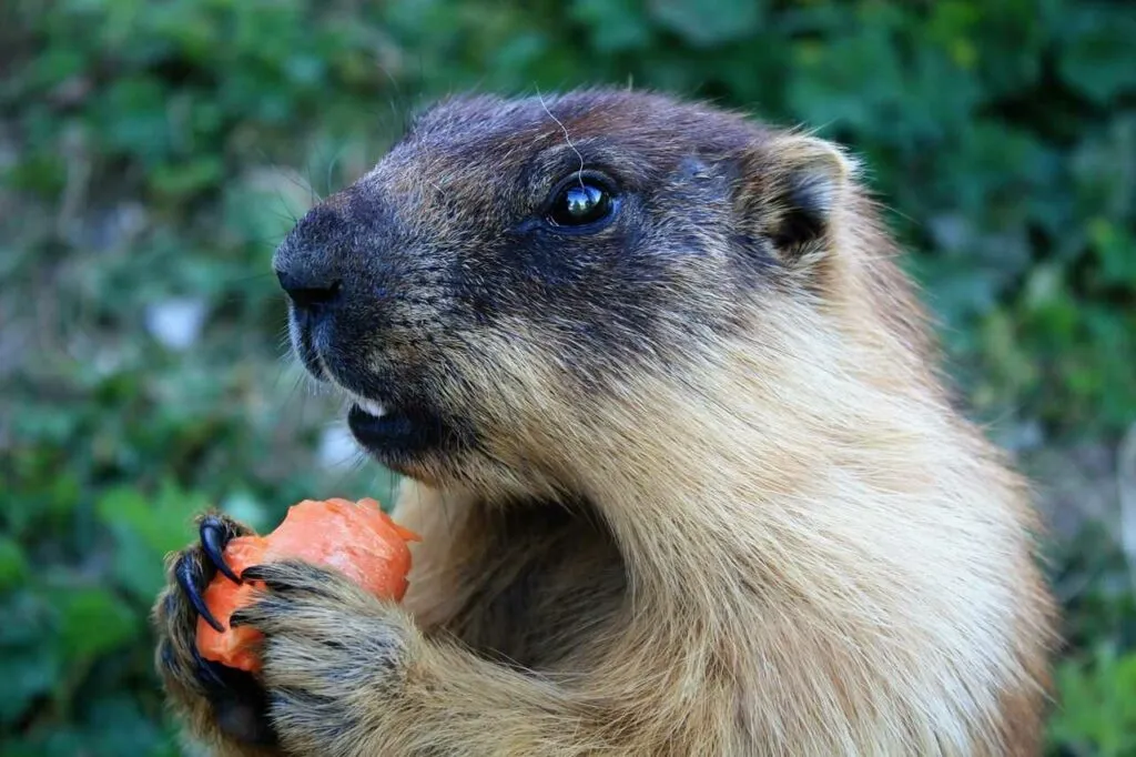 Marmot