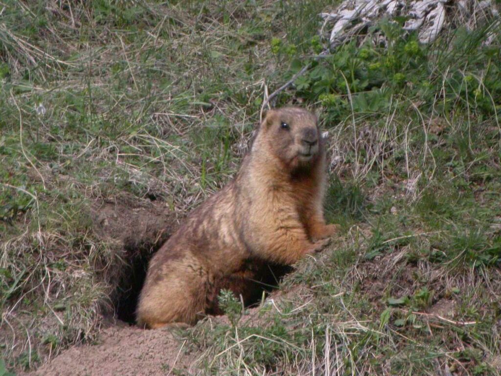 Marmot