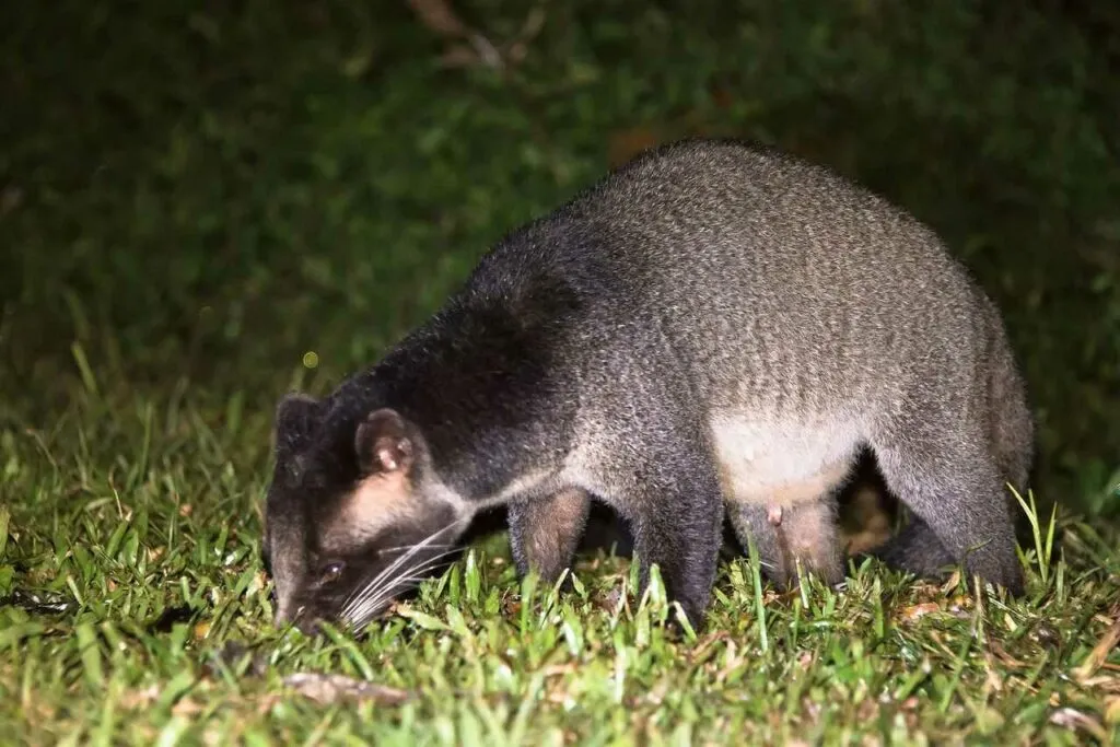 Masked Palm Civet