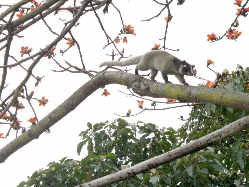 Masked Palm Civet