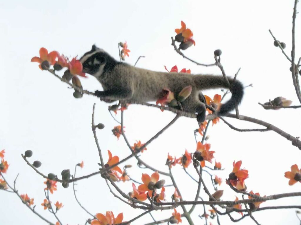 Masked Palm Civet