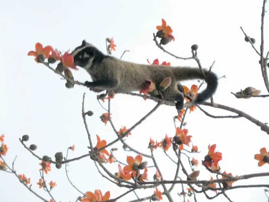 Masked Palm Civet