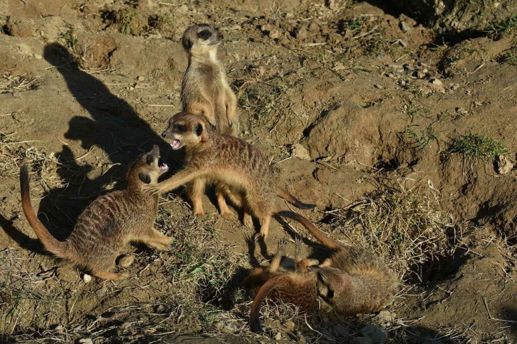 ミーアキャット