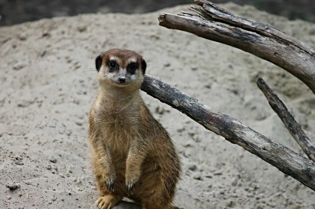 Meerkat