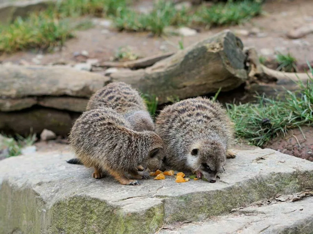 Meerkat