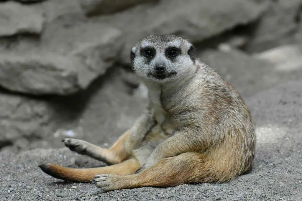 Meerkat