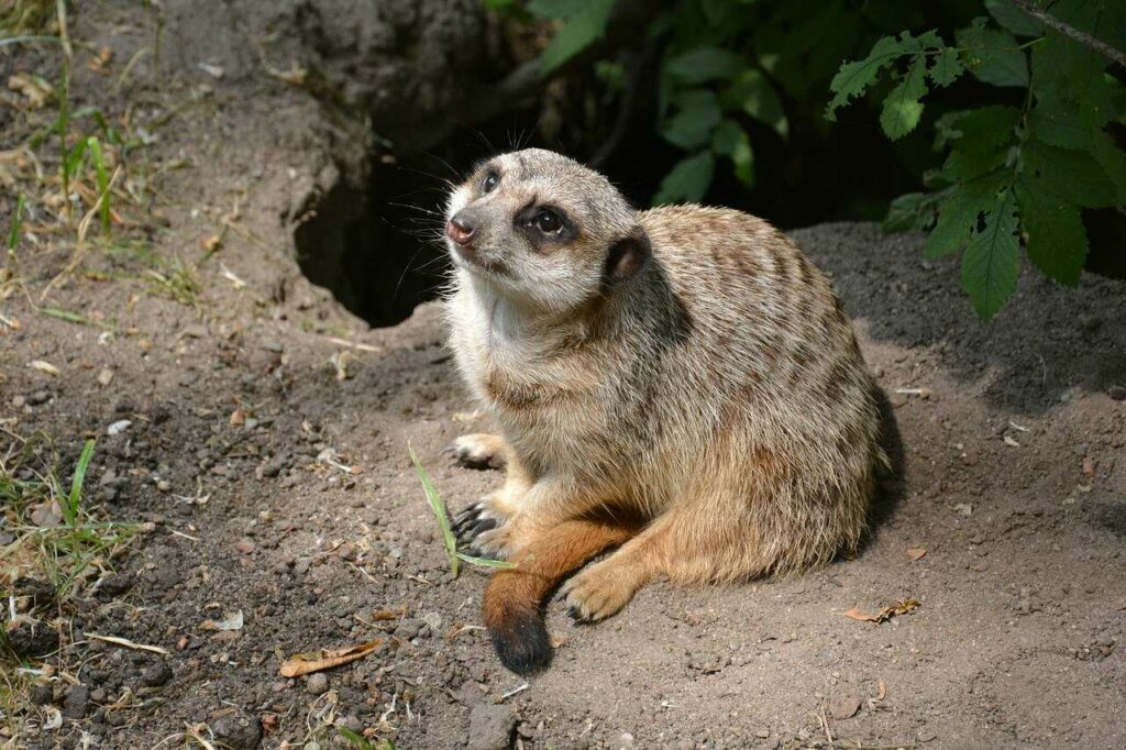 Meerkat