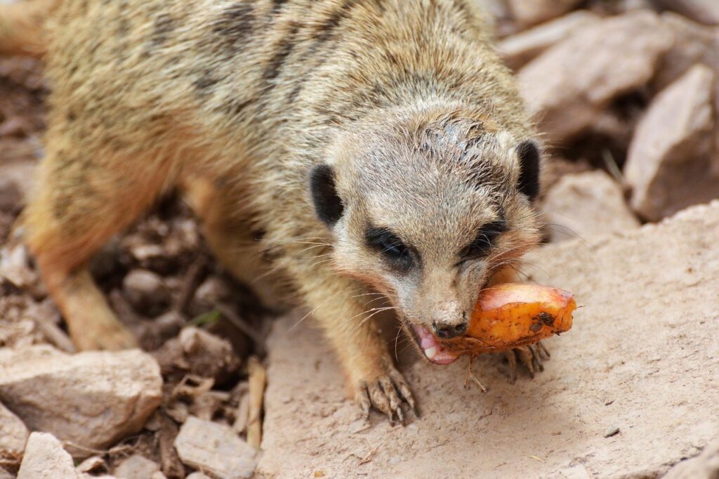 Meerkat