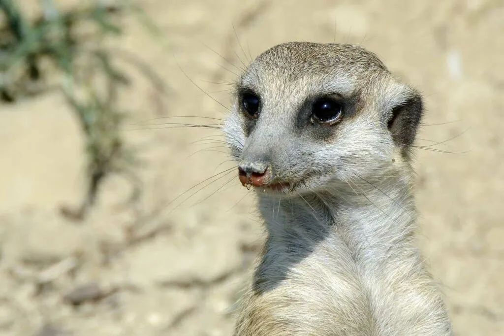 Meerkat