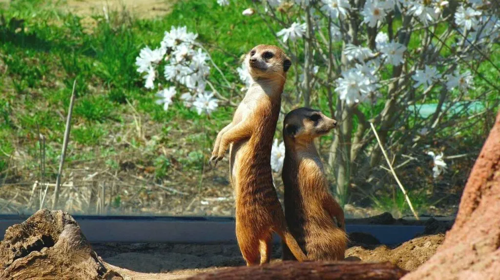 Meerkat