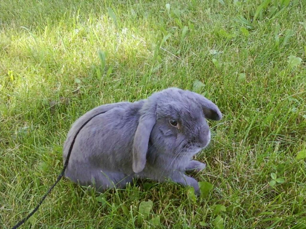 Mini Lop