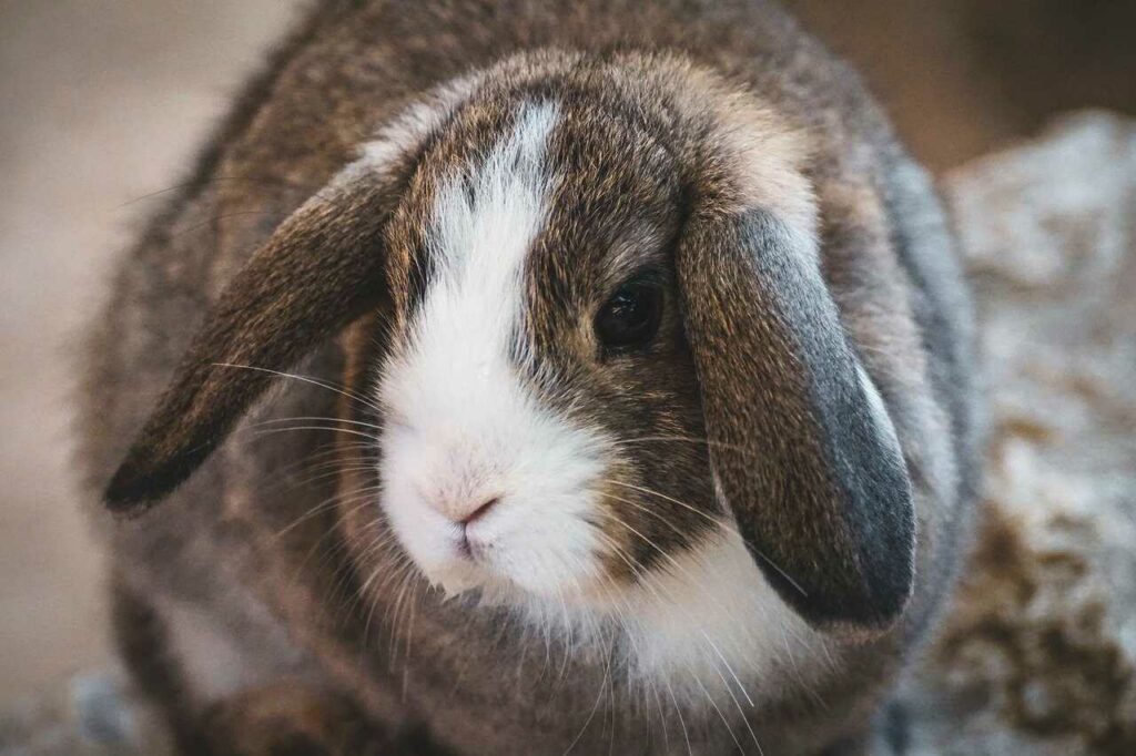 Mini Lop