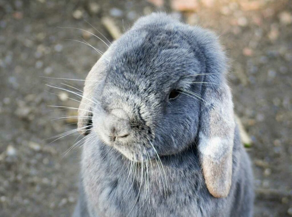 Mini Lop