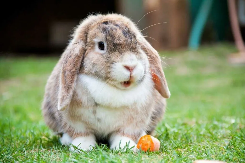 Mini Lop