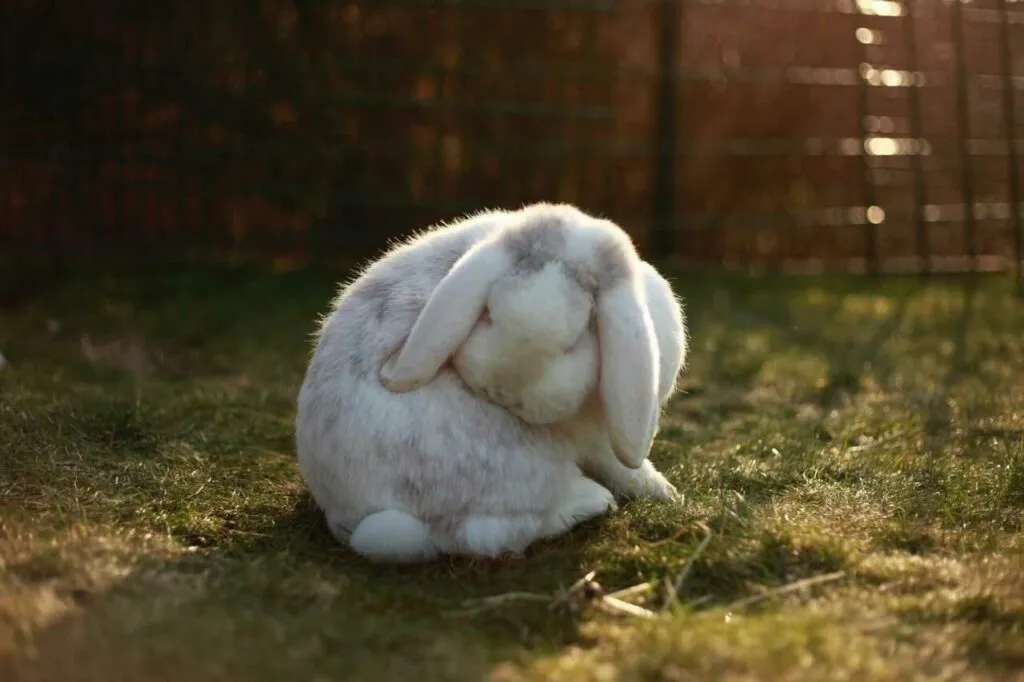 Mini Lop