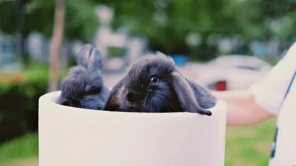 Mini Lop