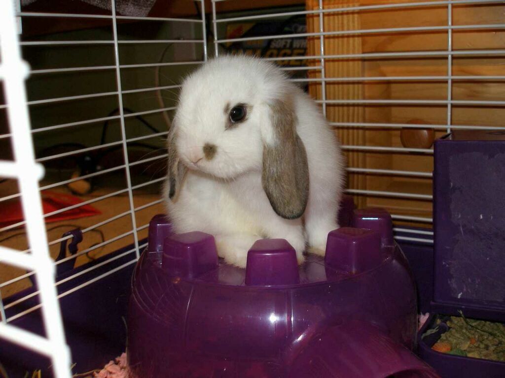 Mini Lop