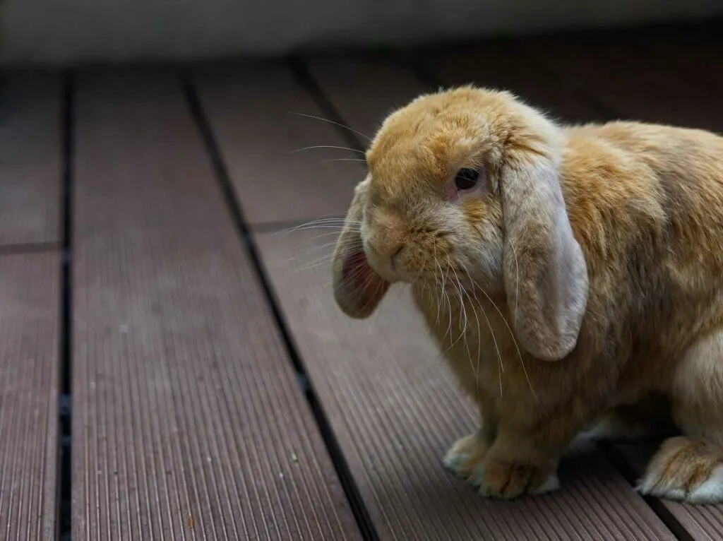 Mini Lop