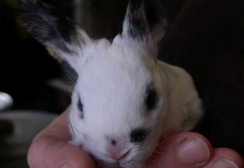 Mini Rex