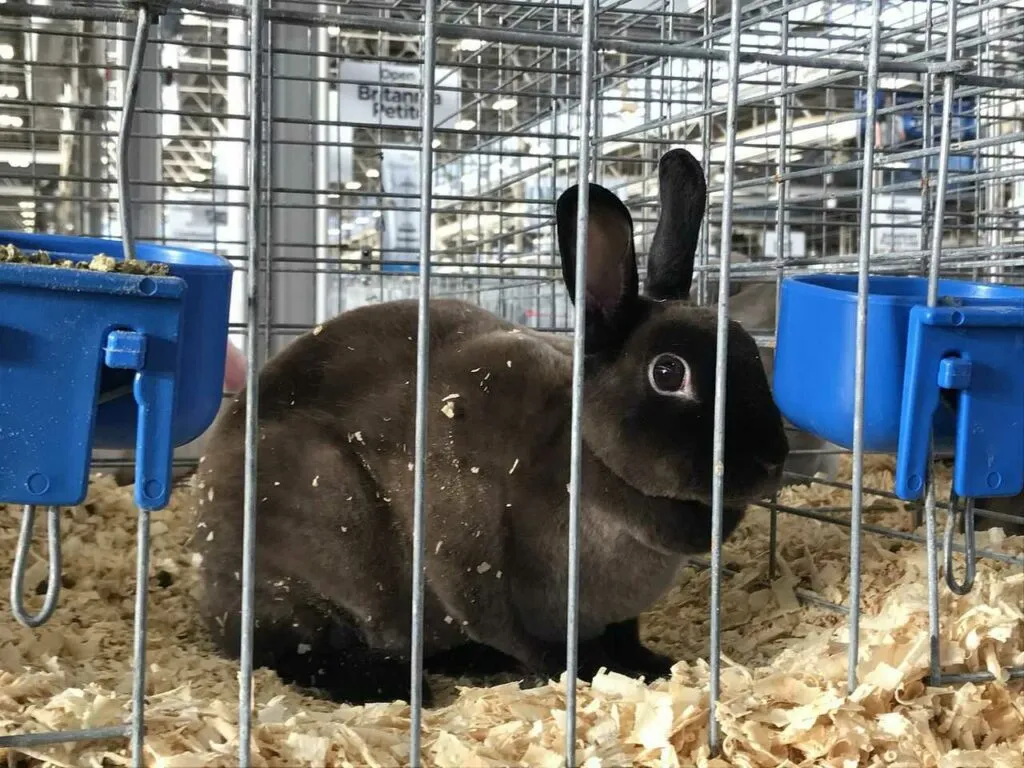 Mini Rex