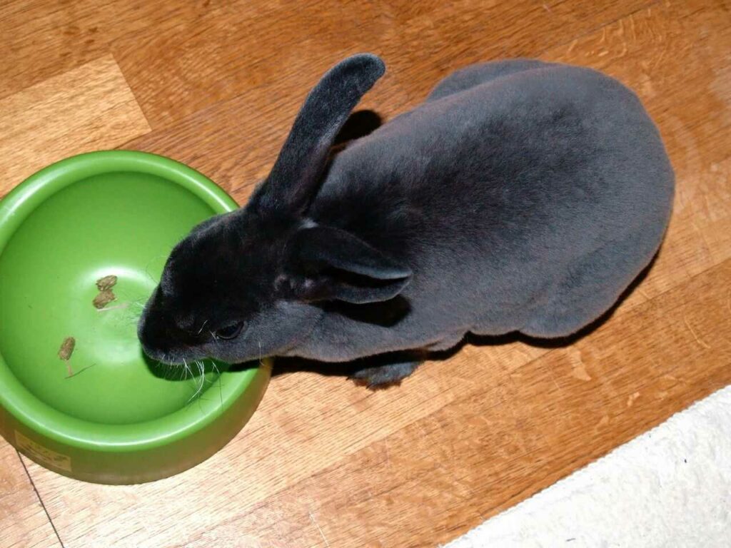 Mini Rex