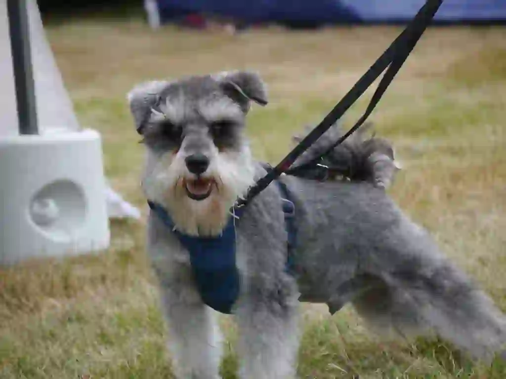 Miniature Schnauzer