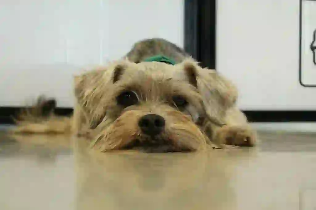 Miniature Schnauzer