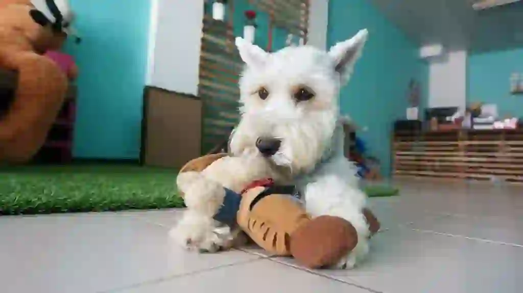 Miniature Schnauzer