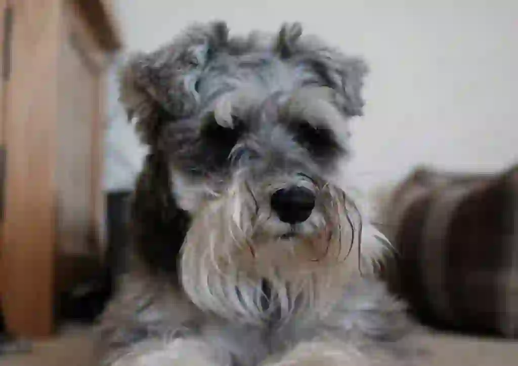 Miniature Schnauzer