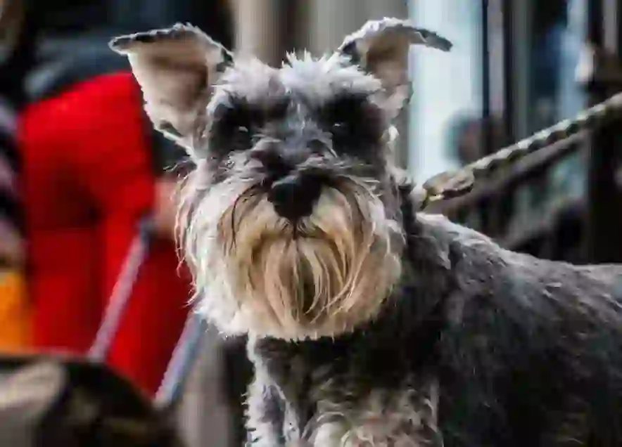 Miniature Schnauzer