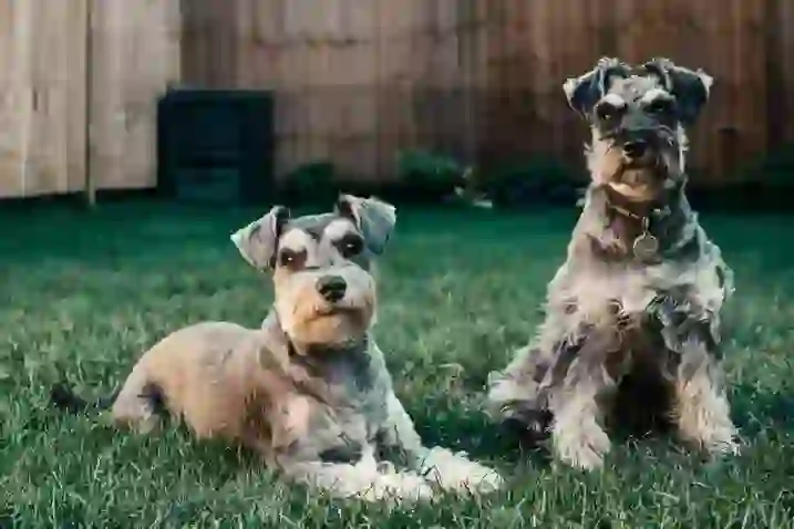 Miniature Schnauzer