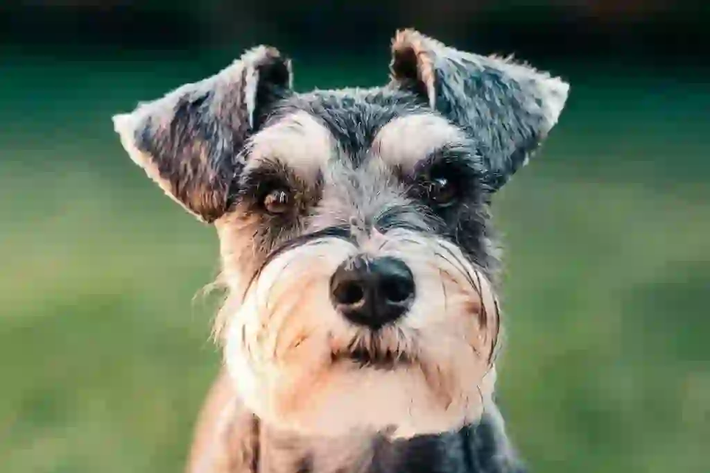 Miniature Schnauzer