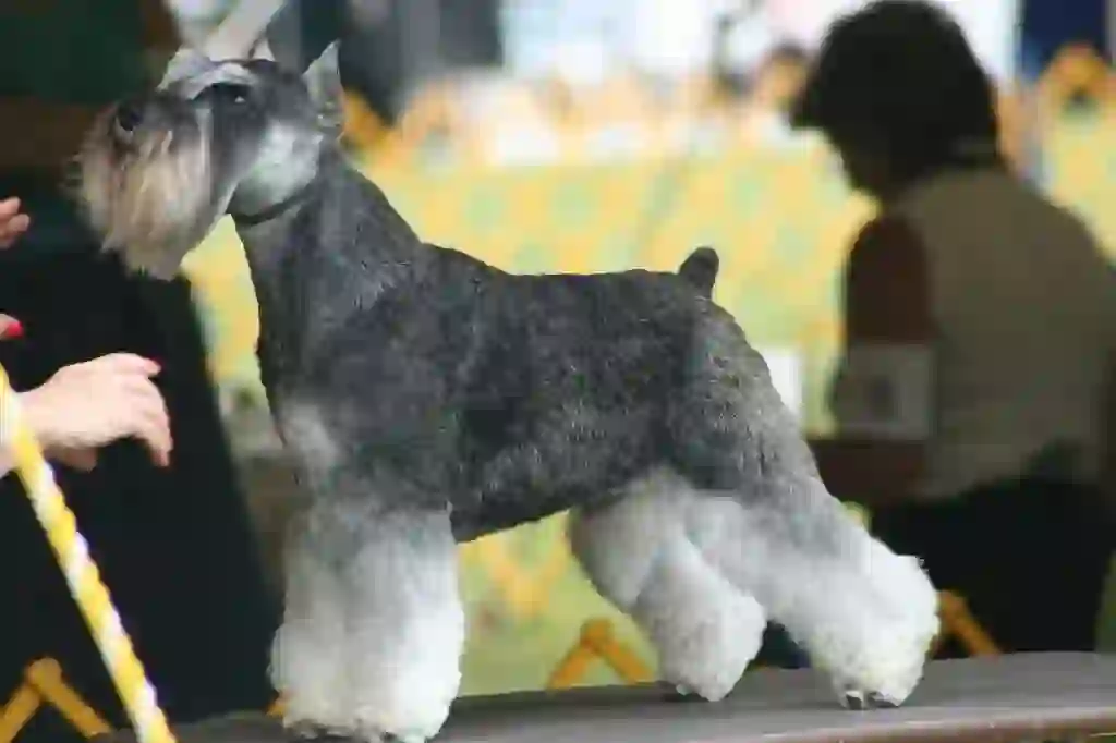 Miniature Schnauzer