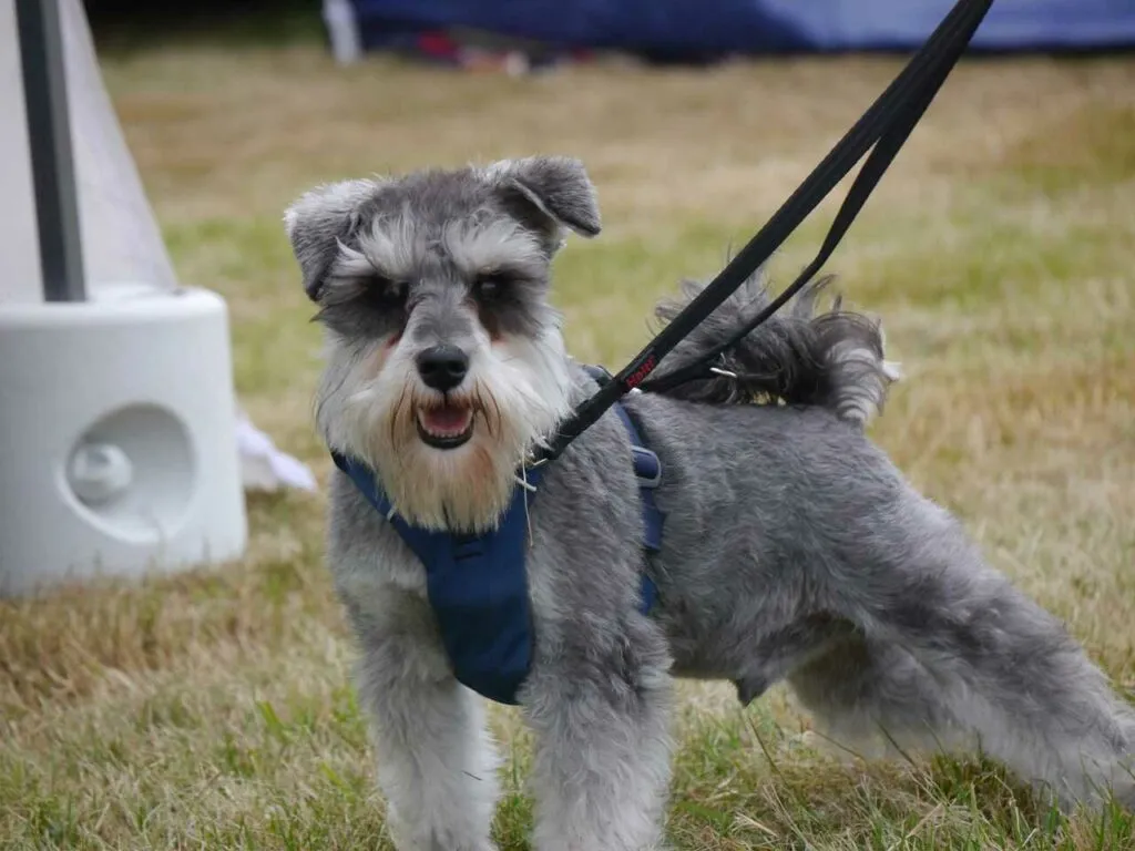 Miniature Schnauzer